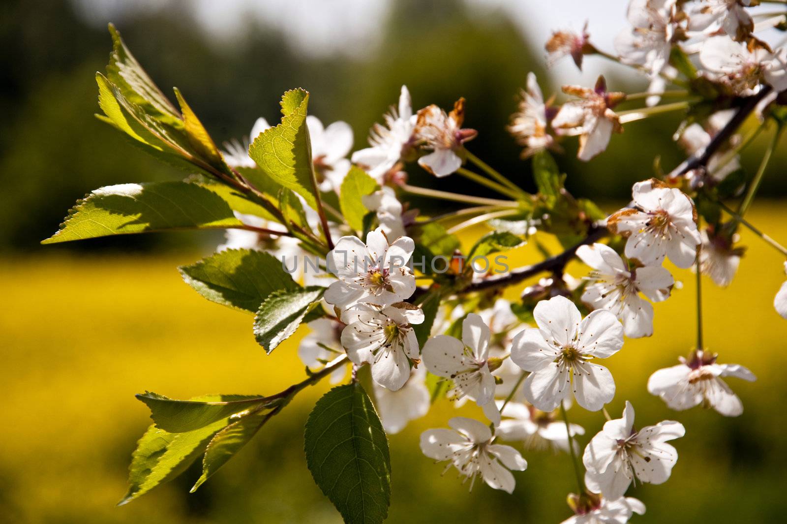 Cherry blossom