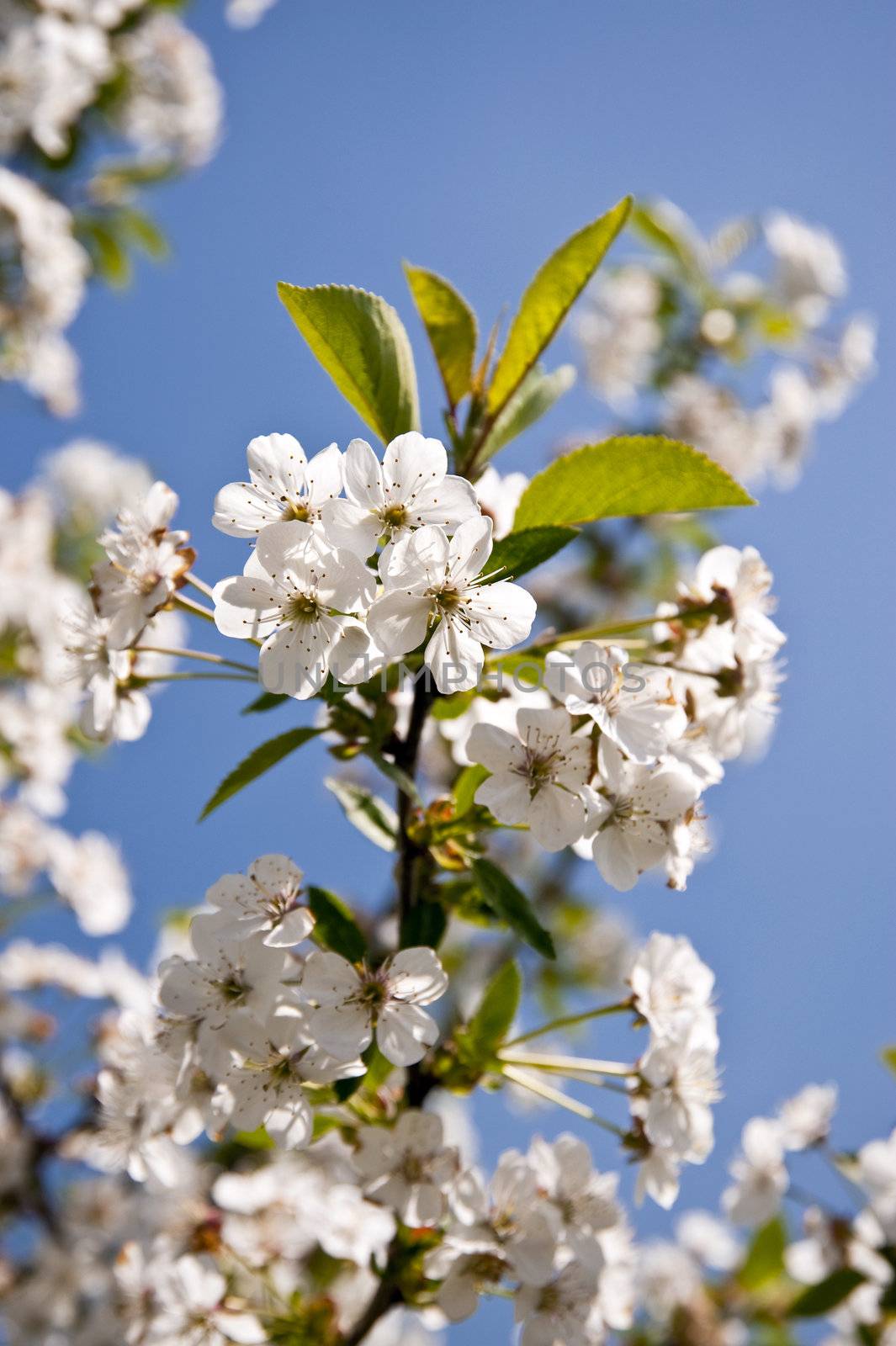 Cherry blossom