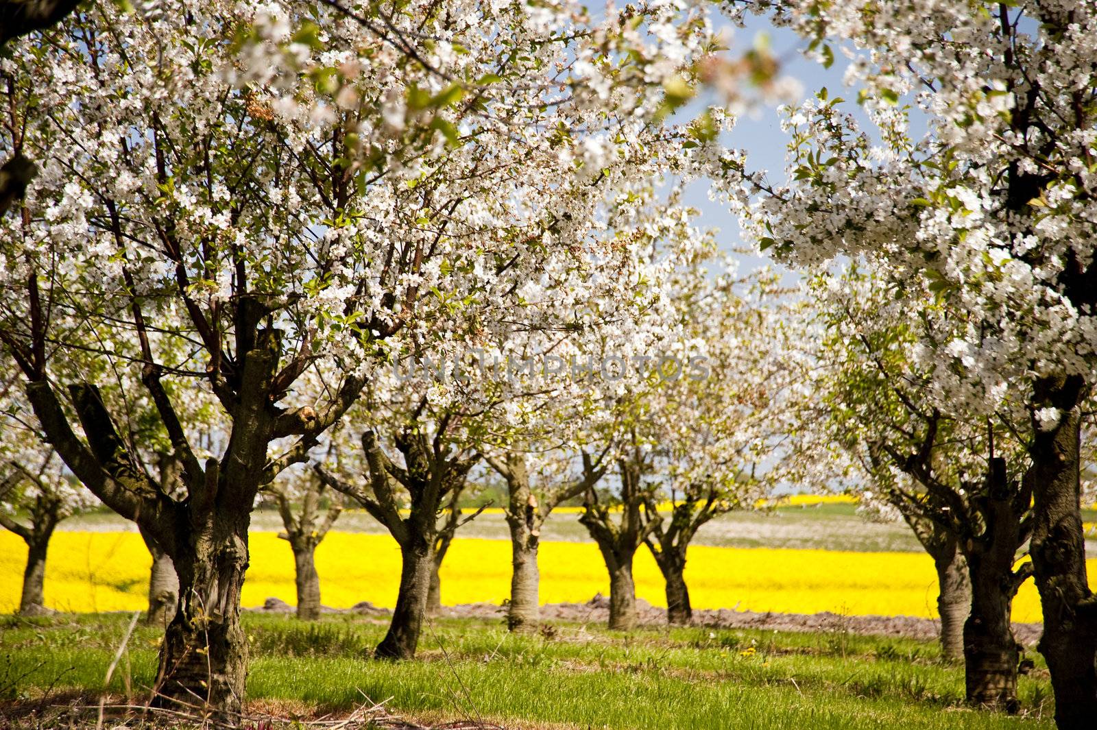 Chreey blossom in schleswig-Holstein, Germany