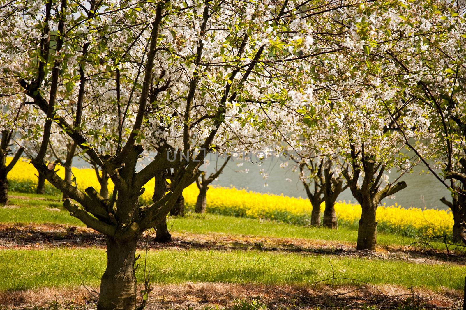 Chreey blossom in schleswig-Holstein, Germany