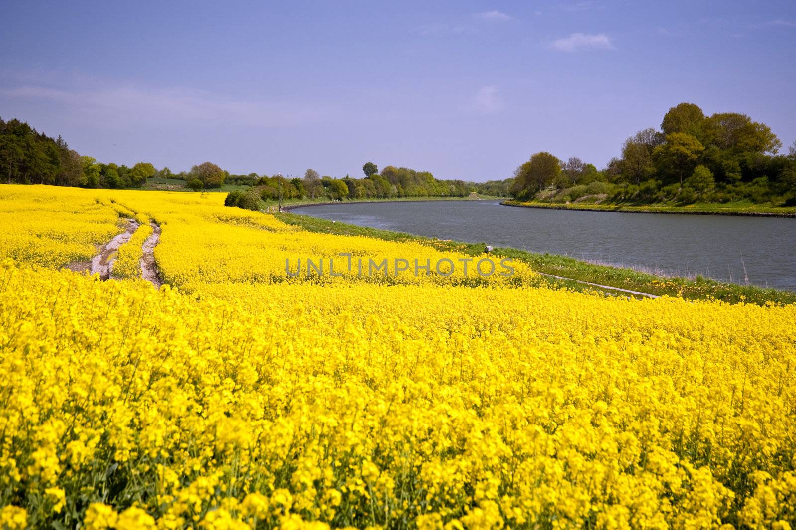 Rape field
