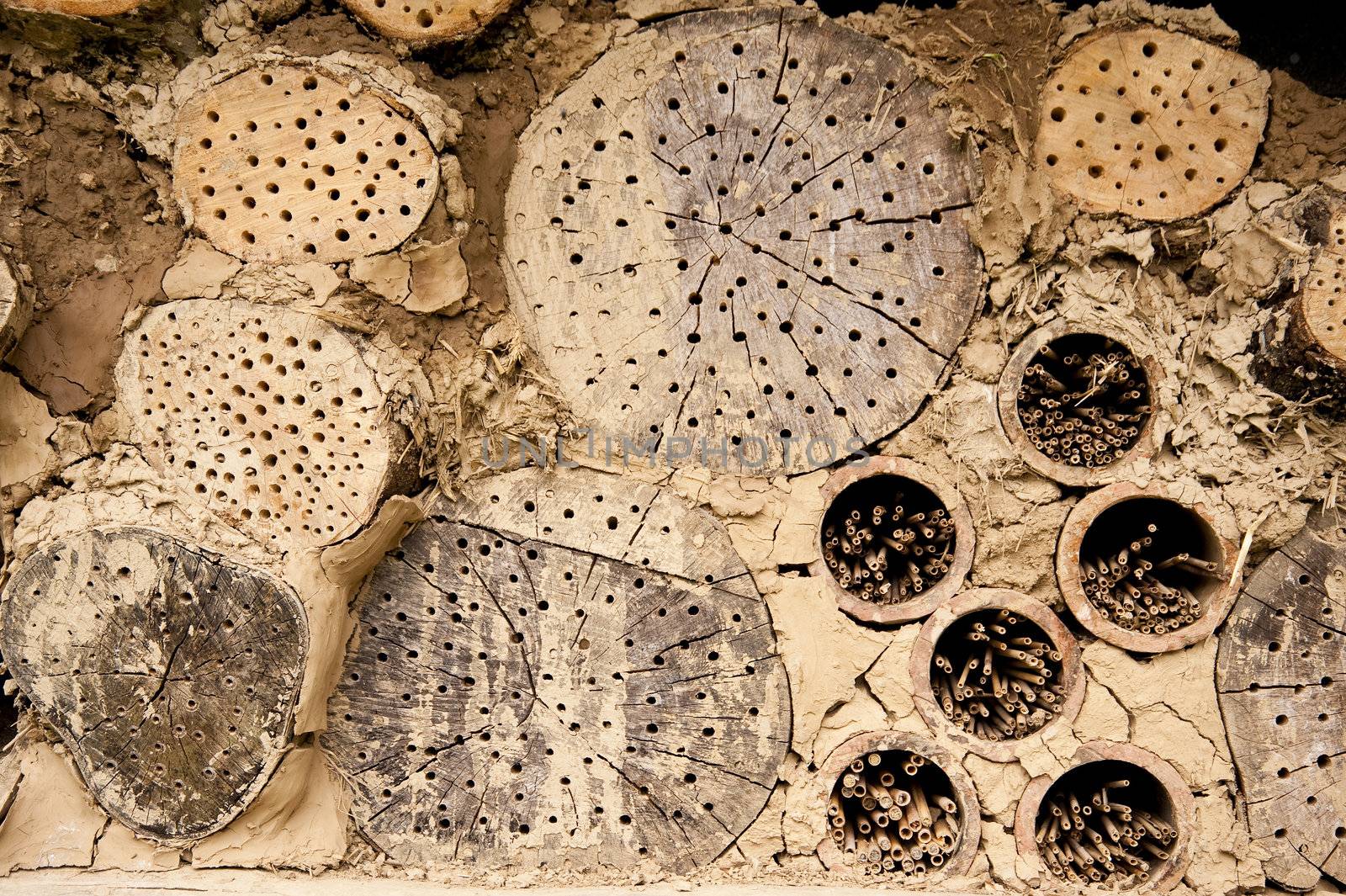 Close up of an insect refuge