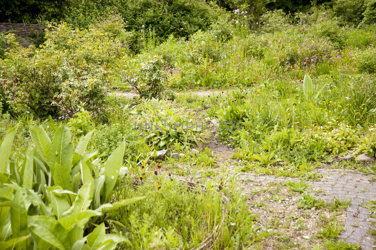 Old Garden