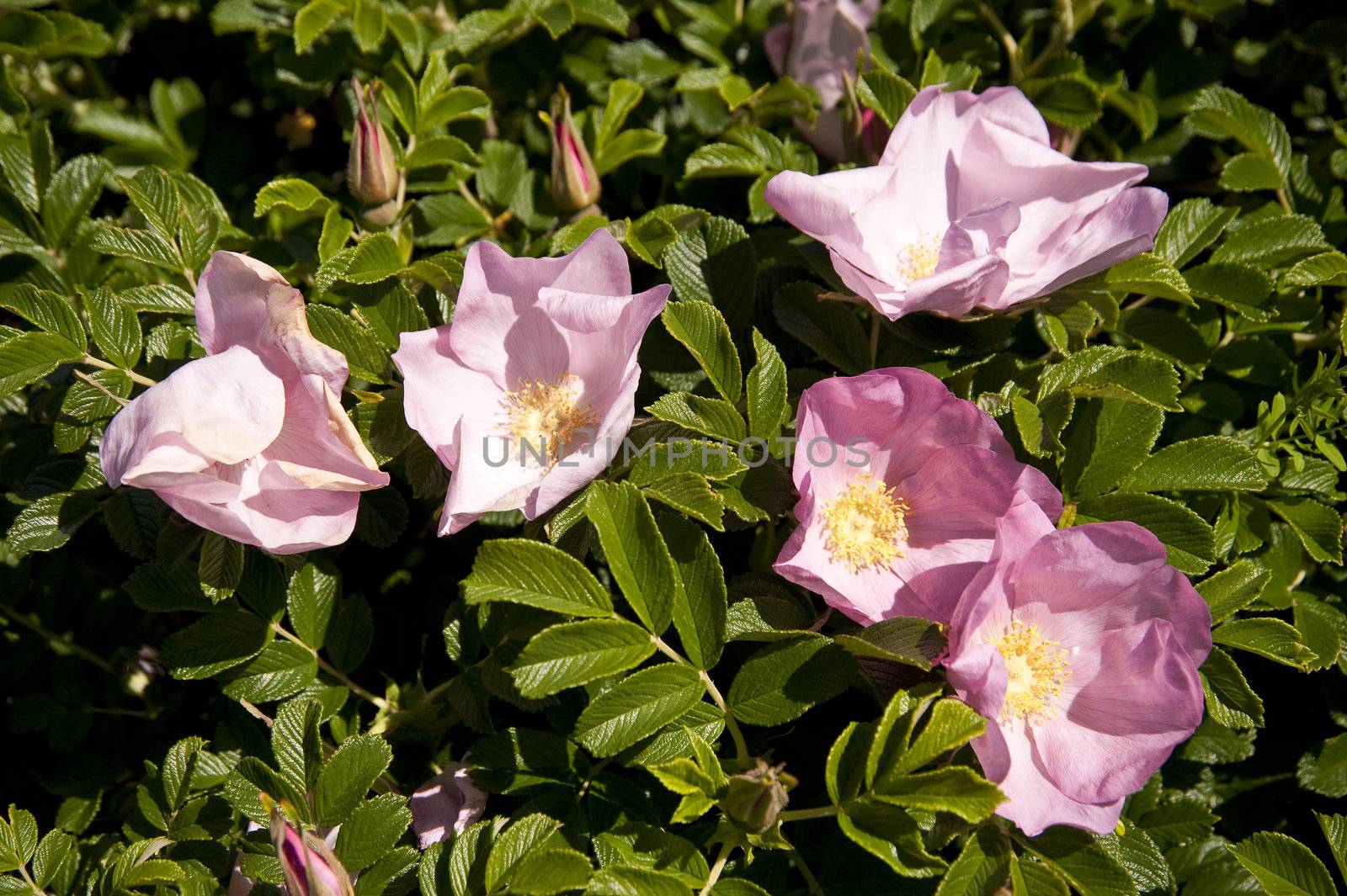 Close up of a dog rose