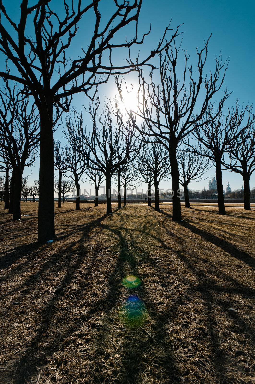 Trees silhouettes with interesting shadows on earth with grass