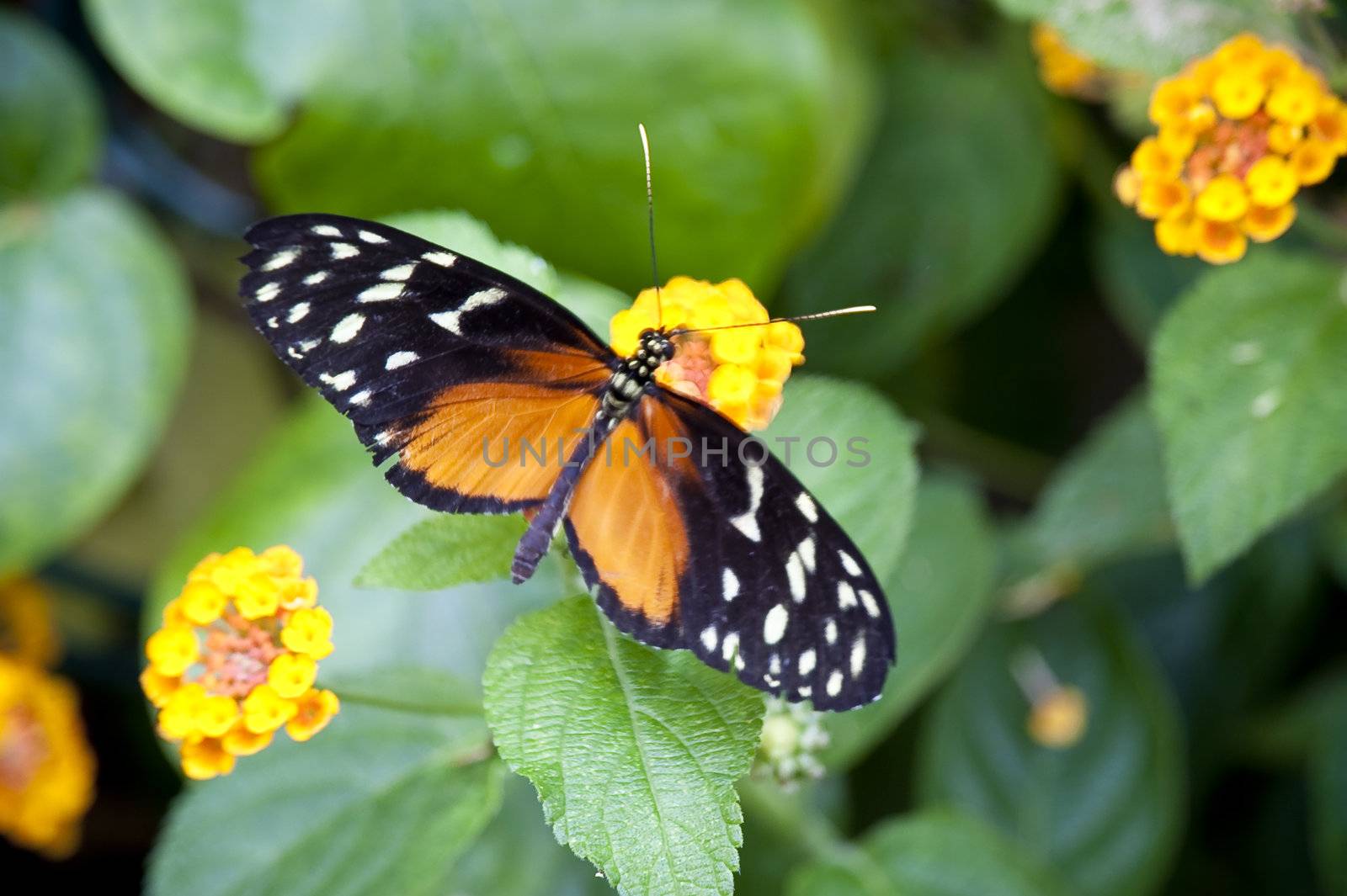 close up of a butterfly