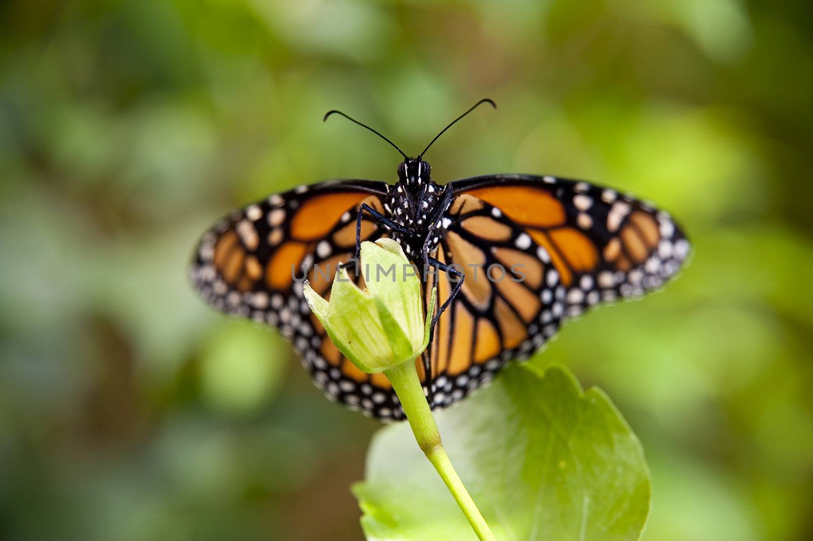 close up of a butterfly