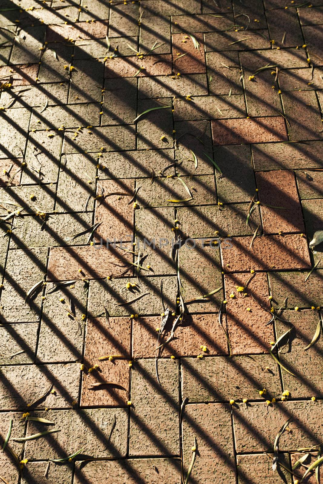 Fallen leaves on shade floor