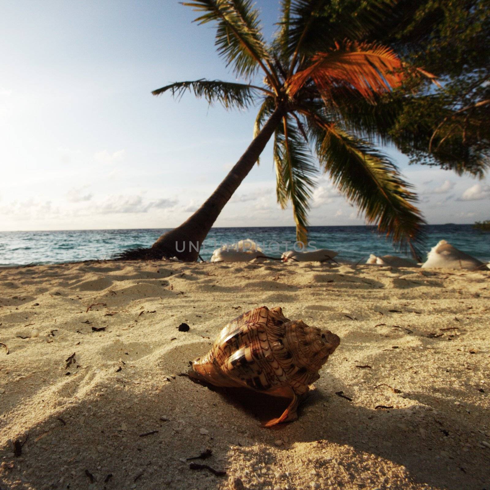 shell on sand under palm