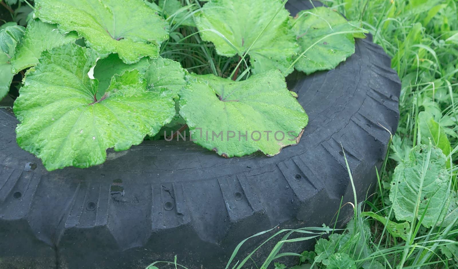 Old tires thrown in the meadow and overgrown grass