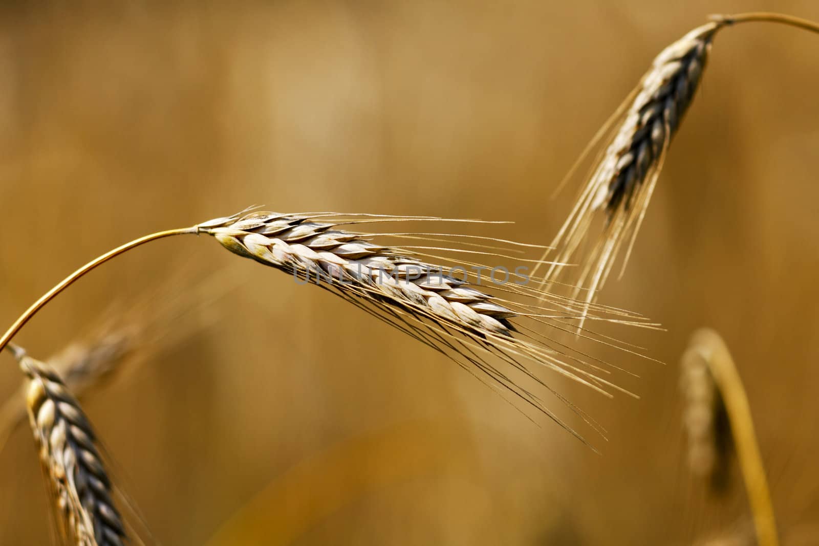 Golden wheat ears