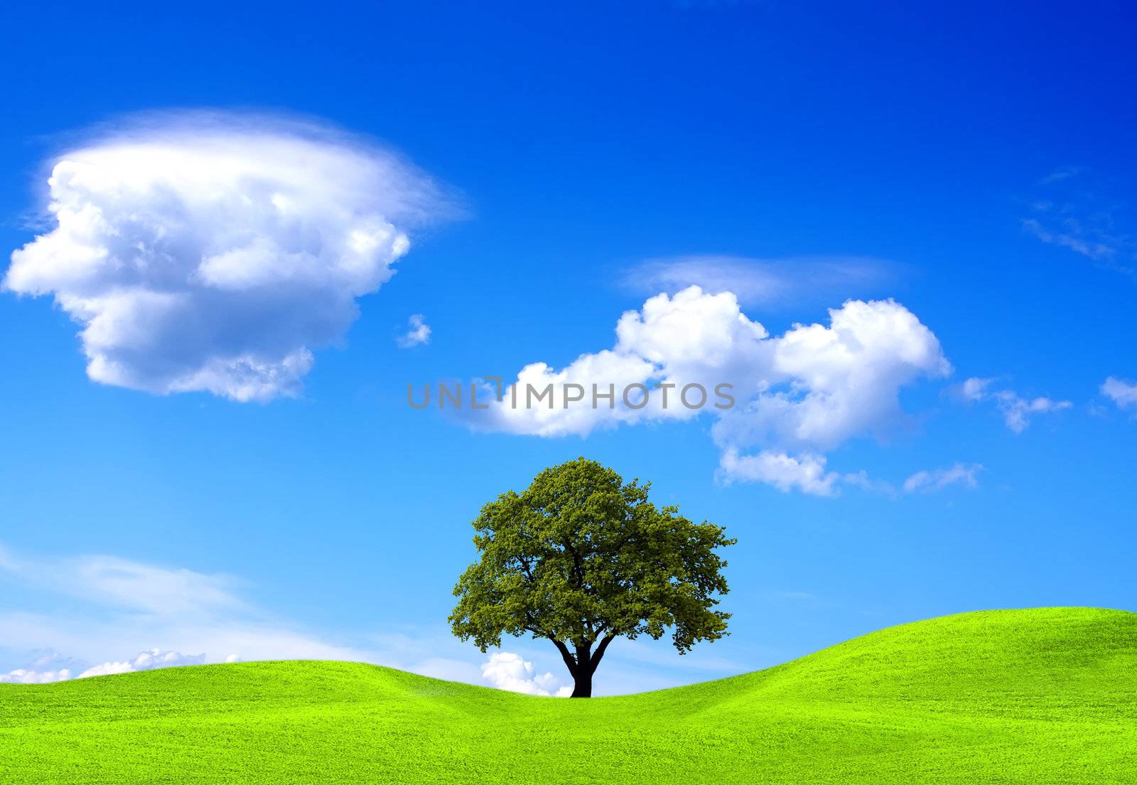 Oak tree on green field