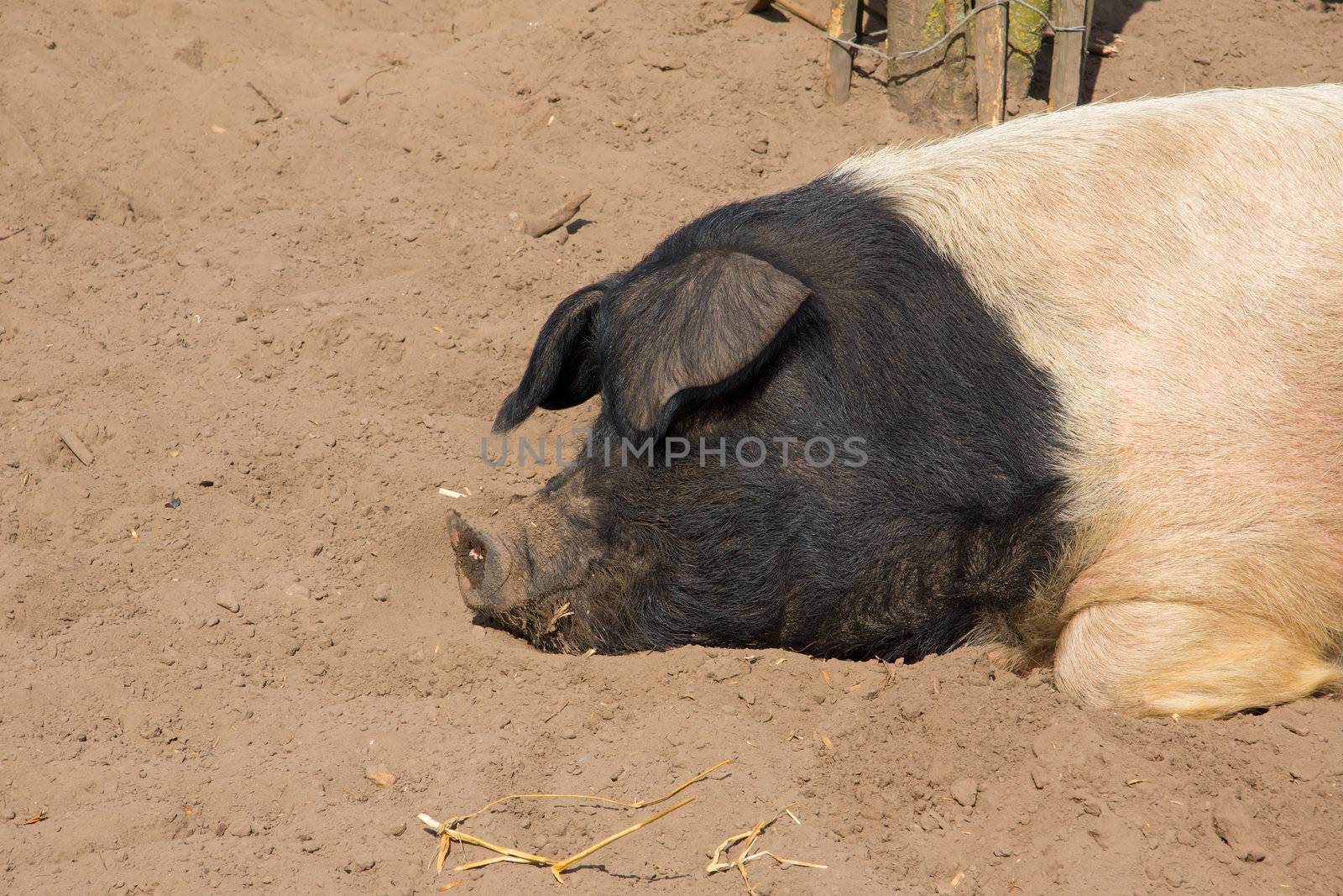 Potbellied pig, sleeping in the sand