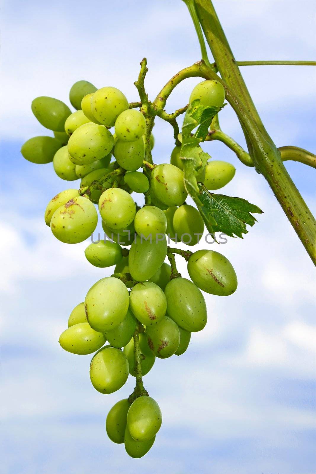 Unripe cluster of white grapes hanging on a branch against the sky with clouds