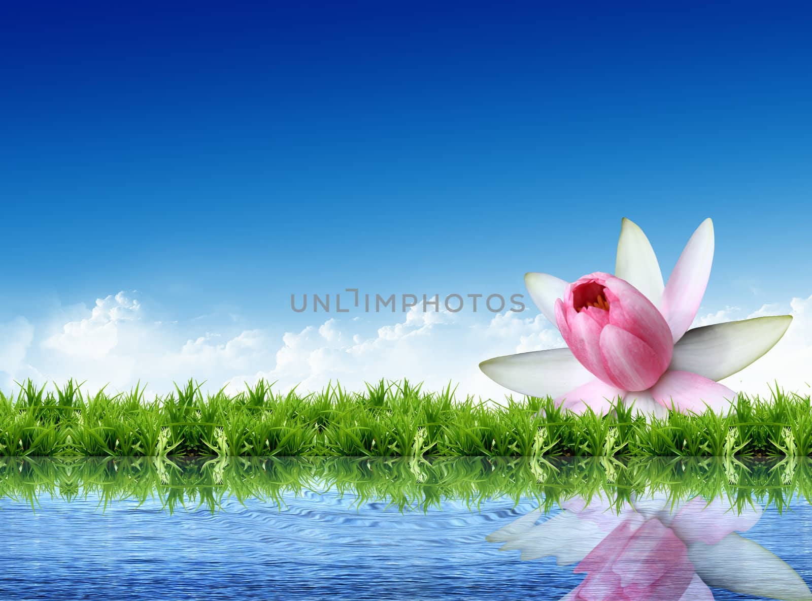lotus on the grass with the bright sky