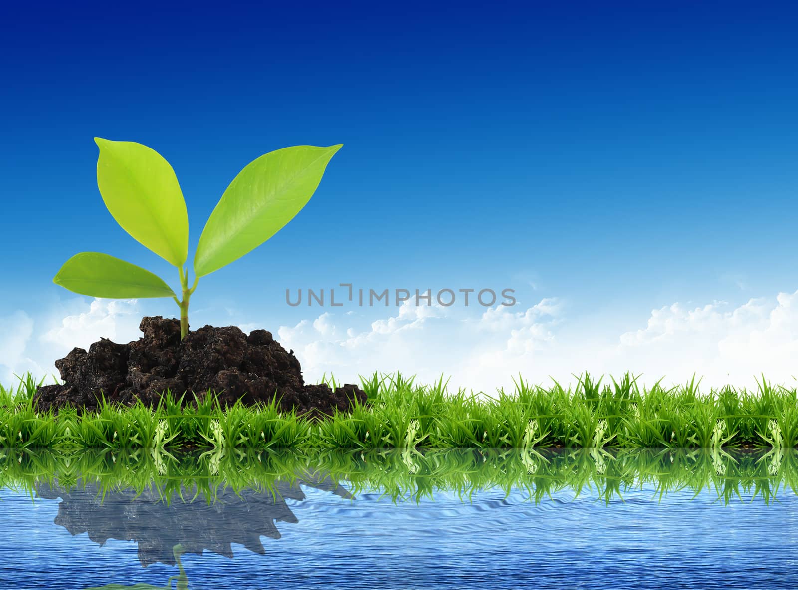 tree in park with blue sky and water reflexion