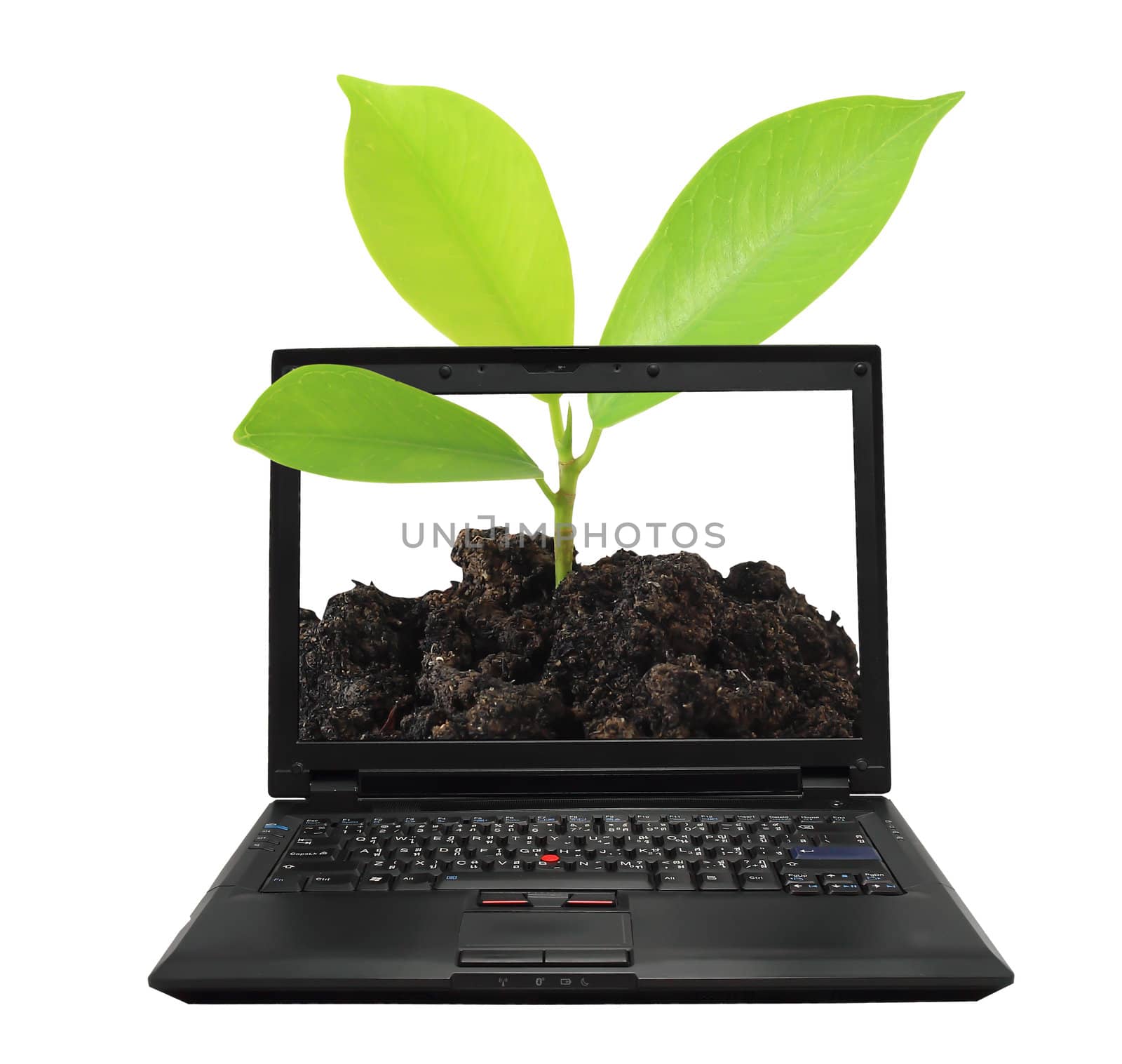 Eco Wooden Laptop with blank screen with green tree leaves on white background