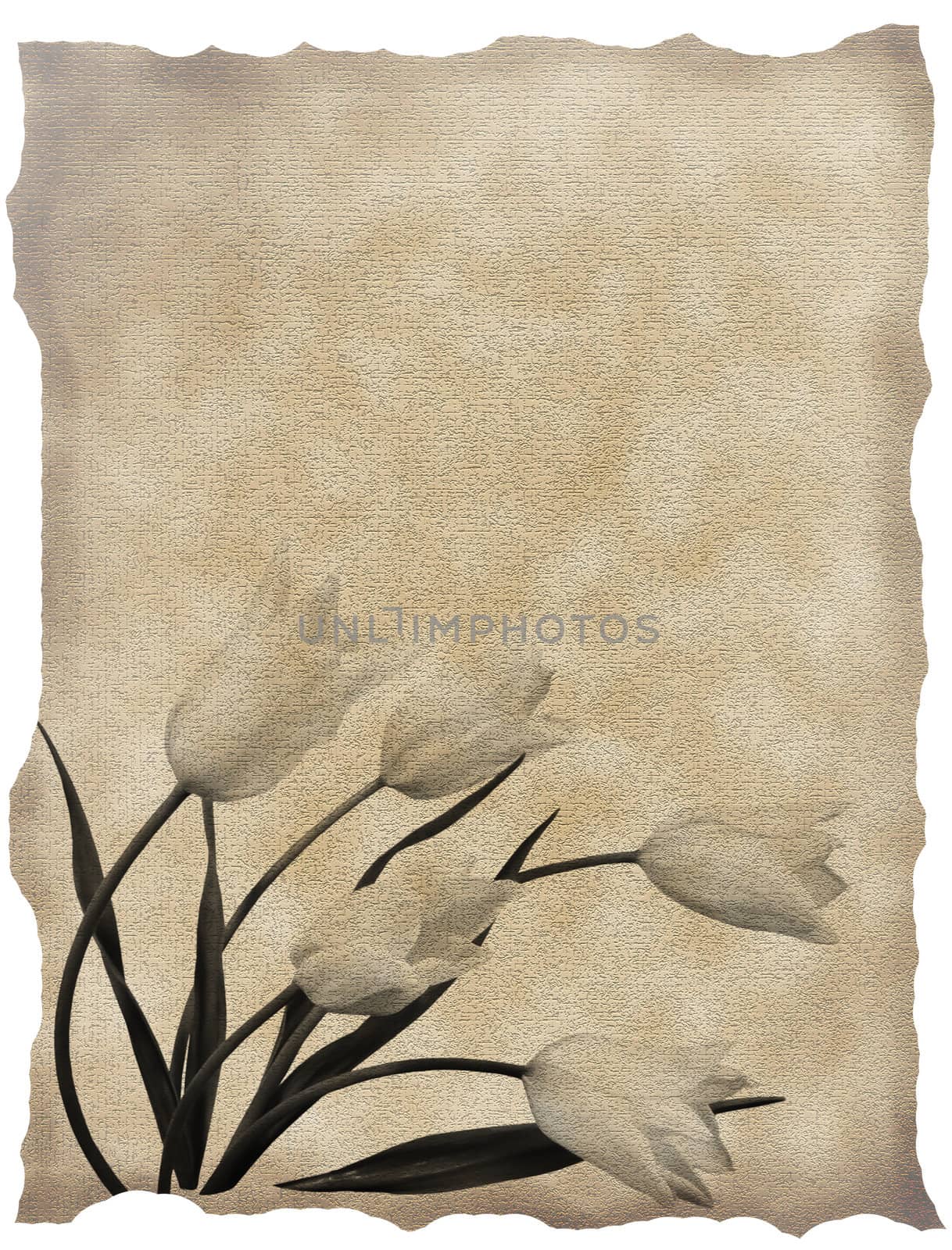 textured old paper background with tulips  by rufous