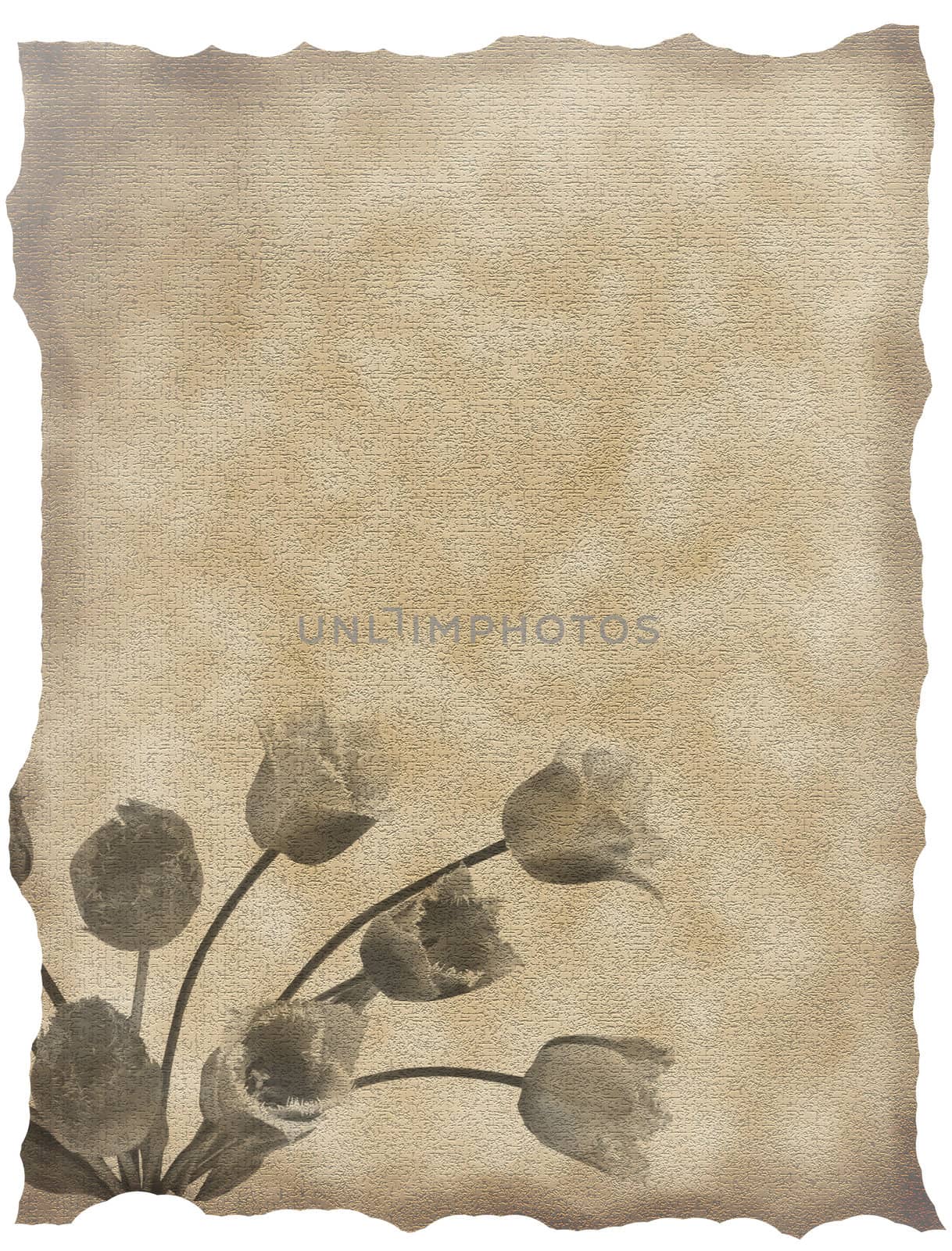 textured old paper background with tulips  by rufous