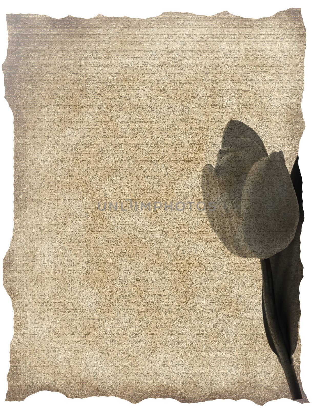 textured old paper background with tulips  by rufous