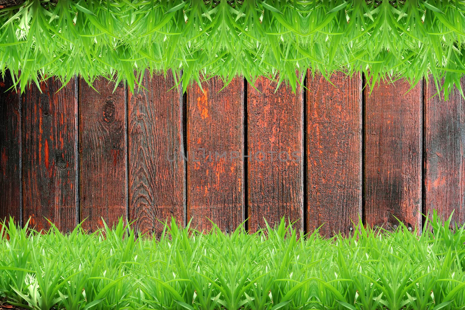 Fresh green grass on Wood background by rufous