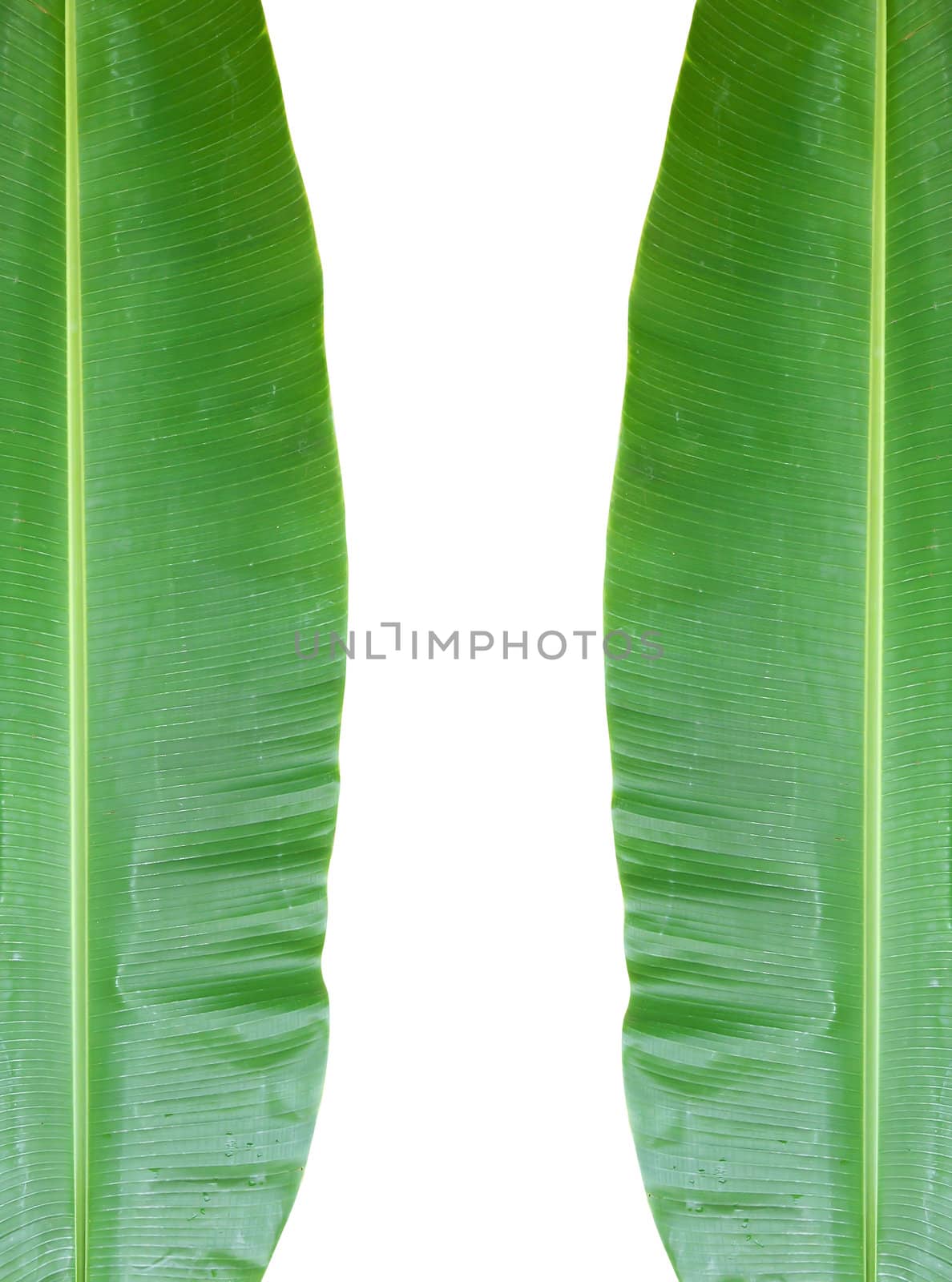 isolated banana leaf on white by rufous