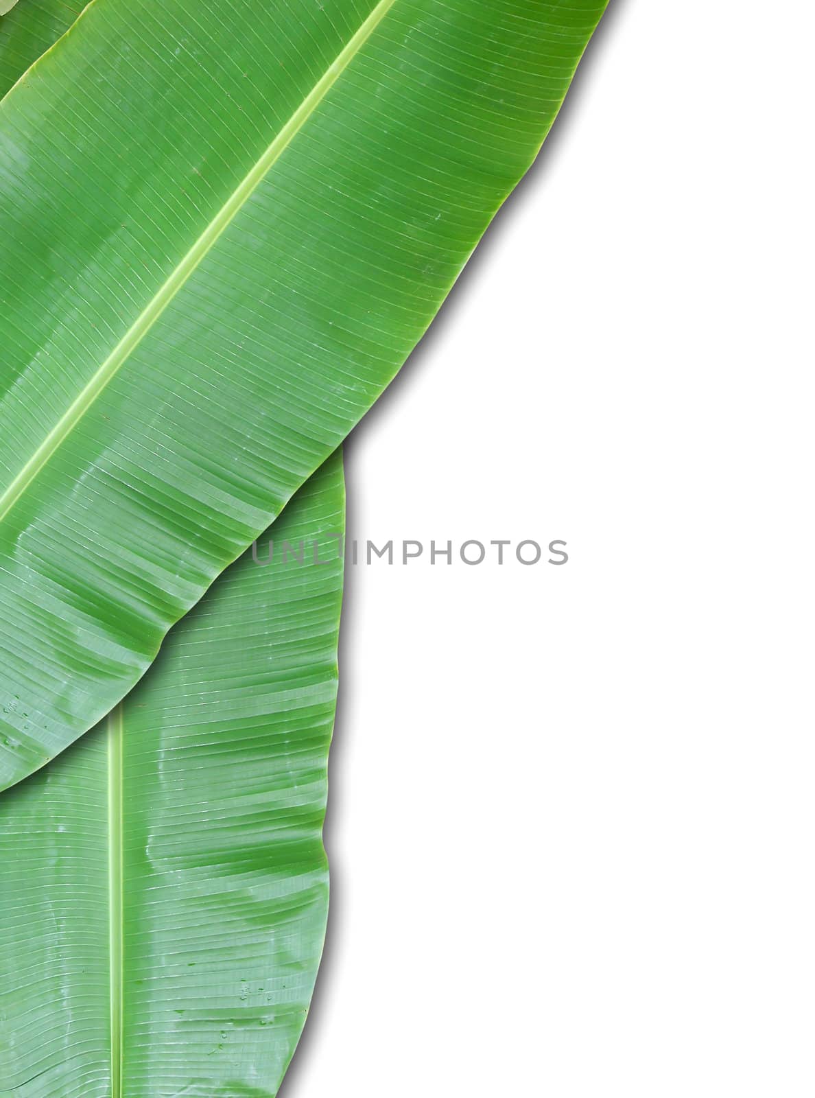 isolated banana leaf on white by rufous