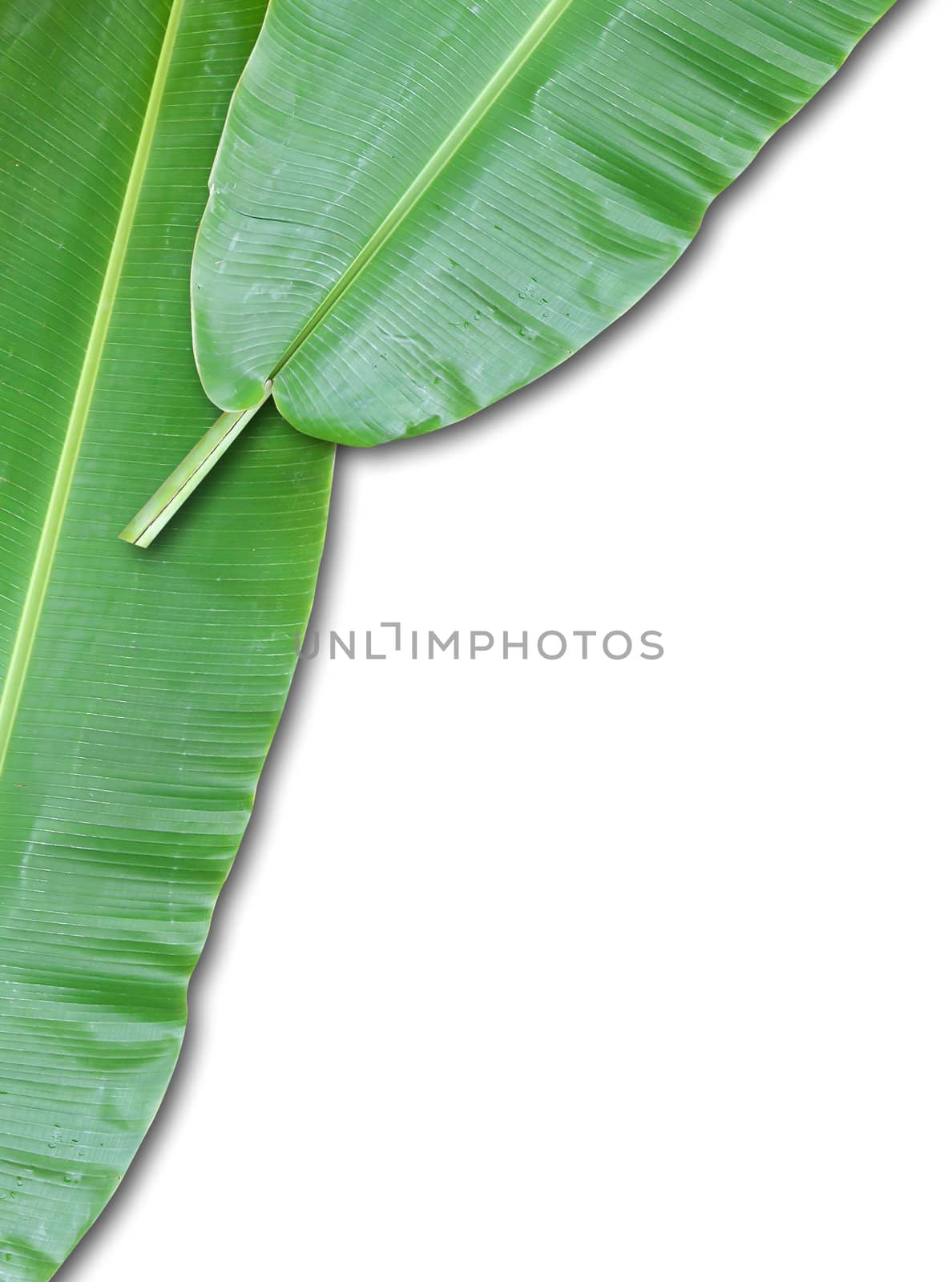 isolated banana leaf on white by rufous
