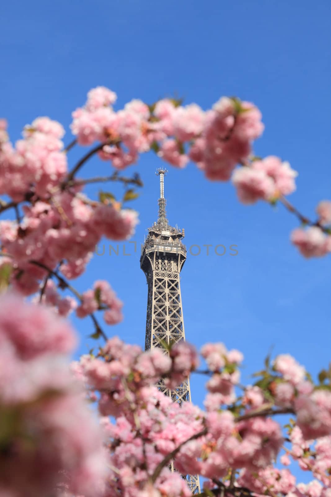 Detail of the top of The Eiffel Tour seen through branches of blossoming tree in spring.