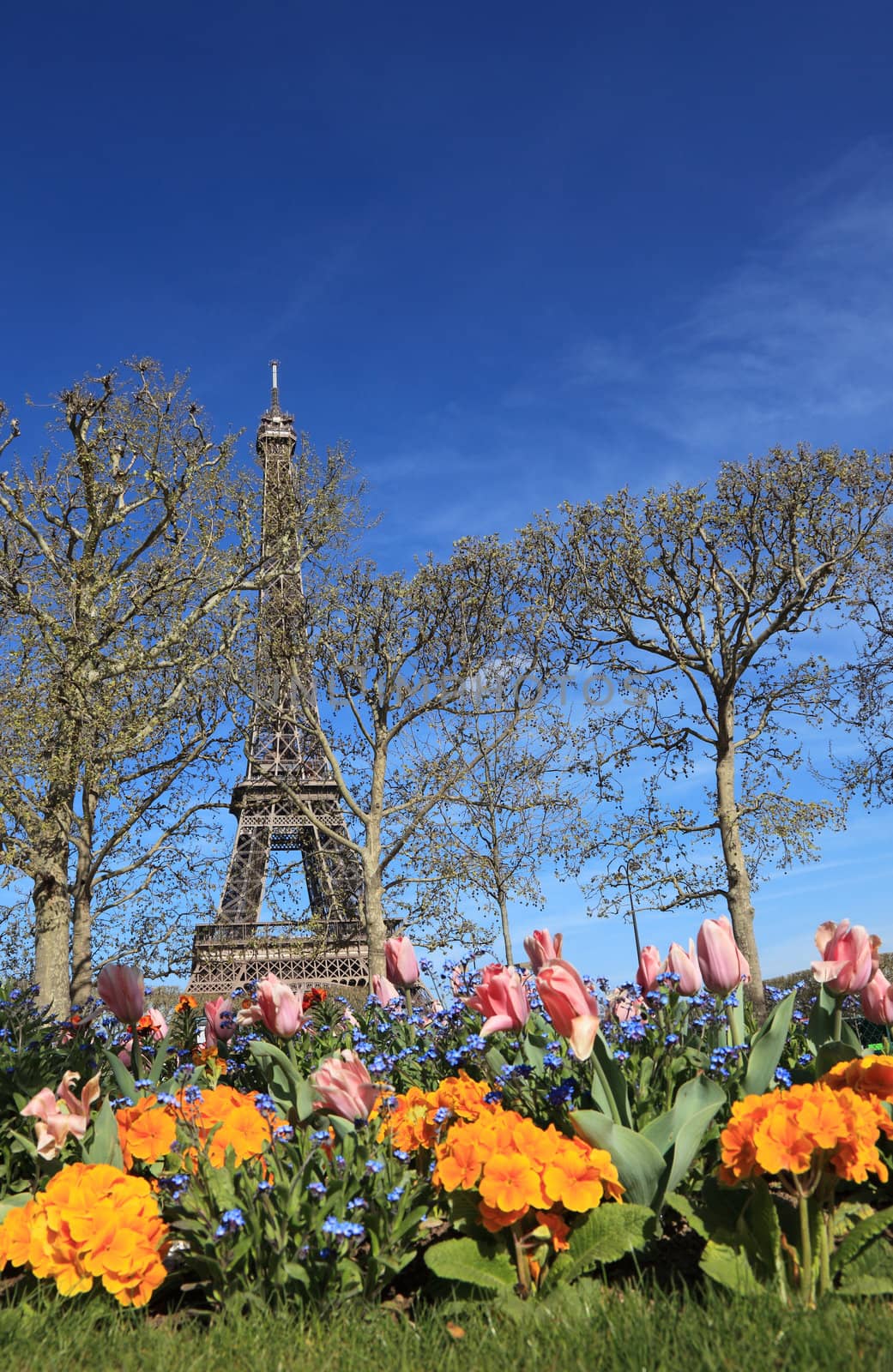 Image of the famous Eiffel Tower seen from a flower garden, behind some bare trees in spring.