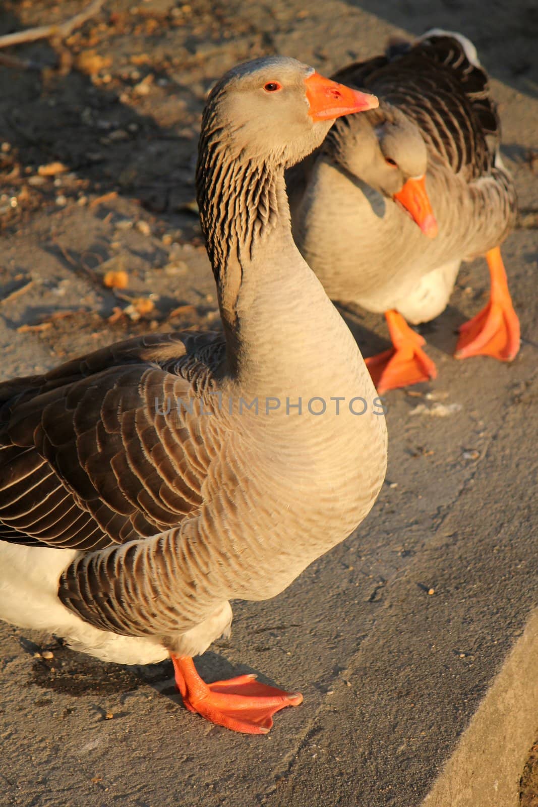 Brown gooses standing on the floor by sunset