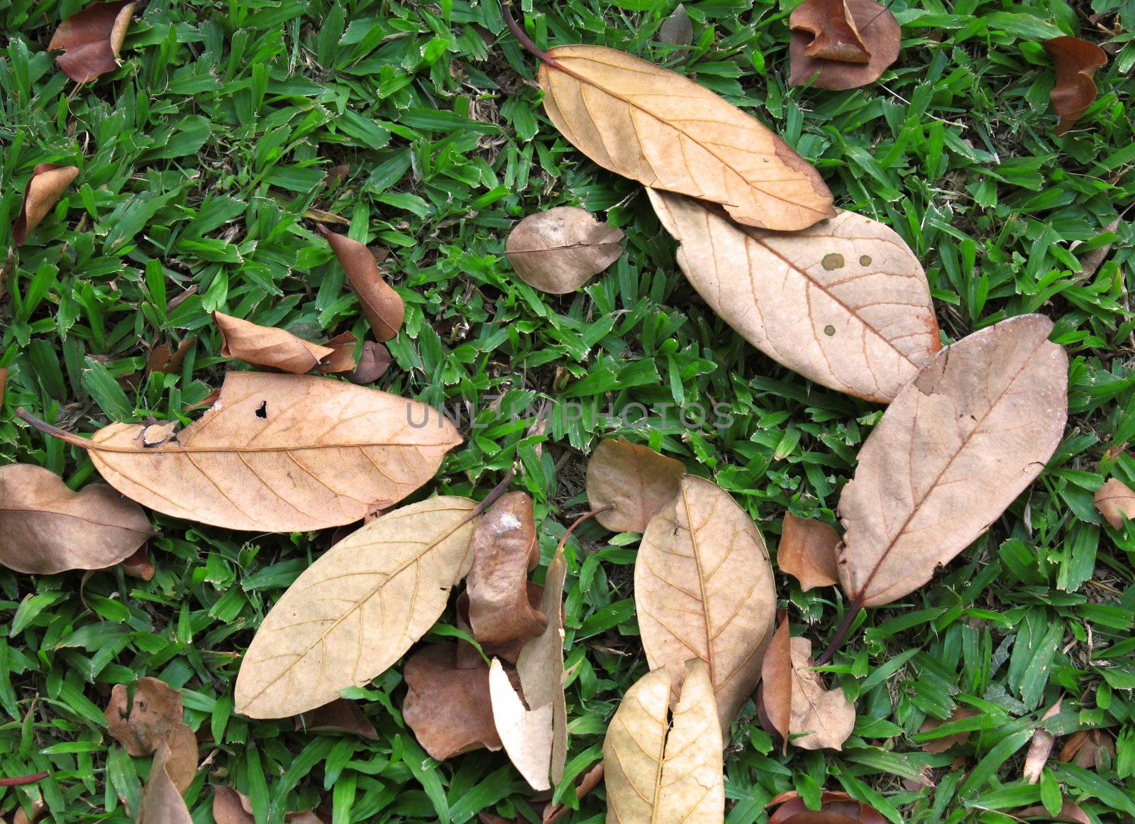 dry leaves on green grass by nuchylee