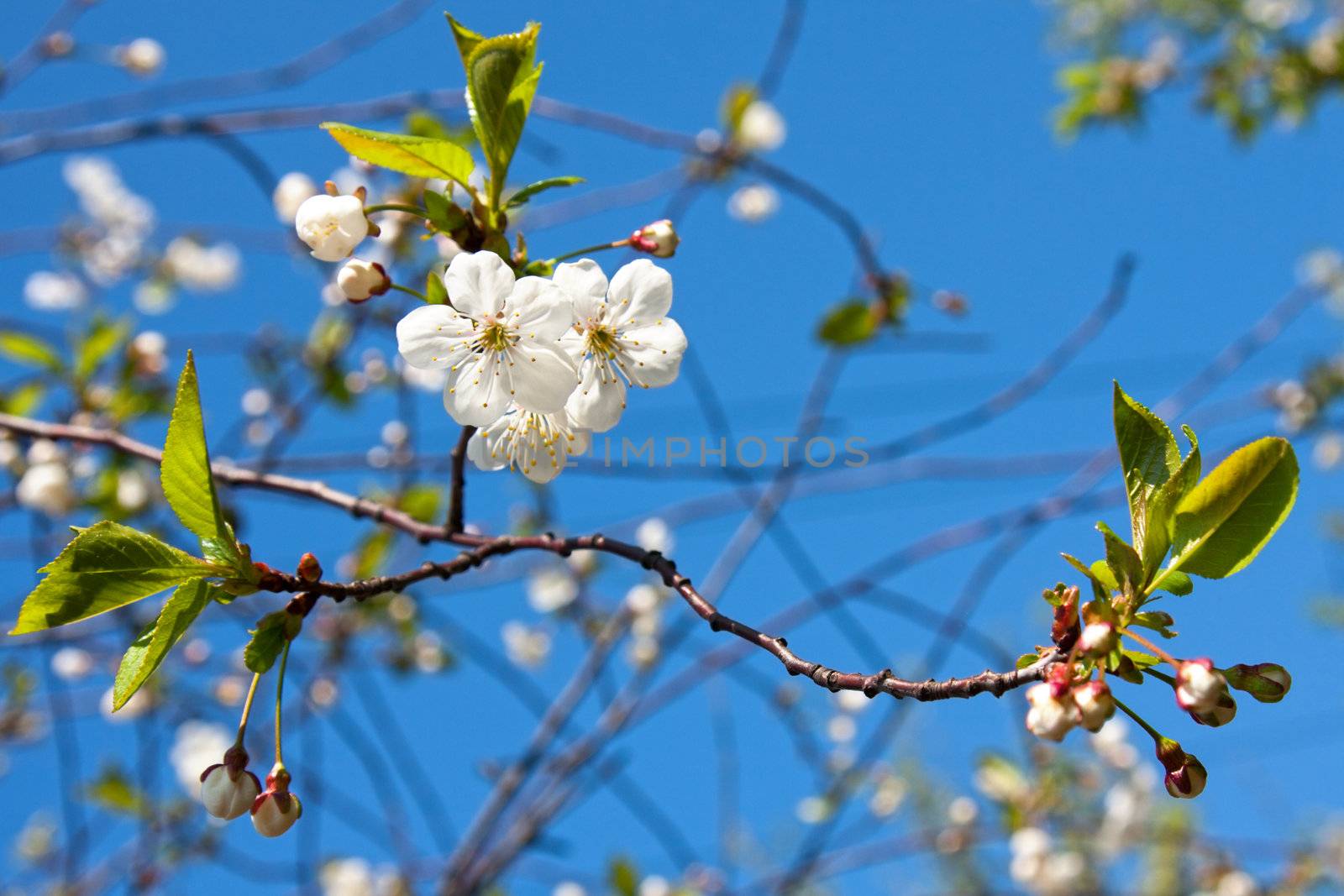 Apple blossom