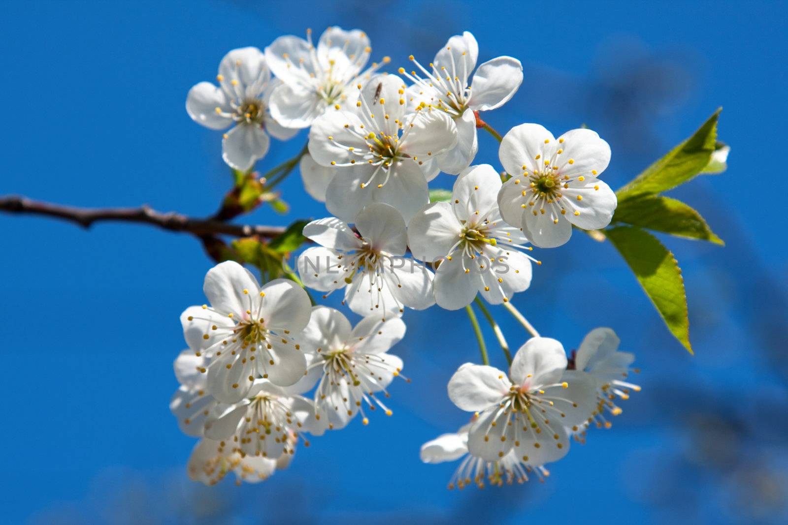 Springtime blossom