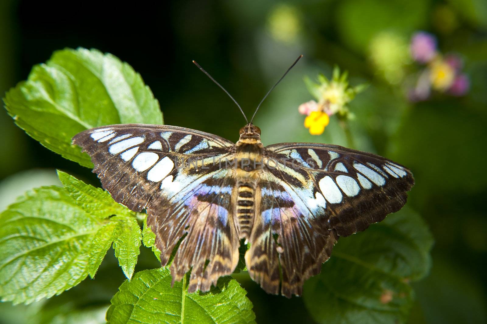 close up of a butterfly