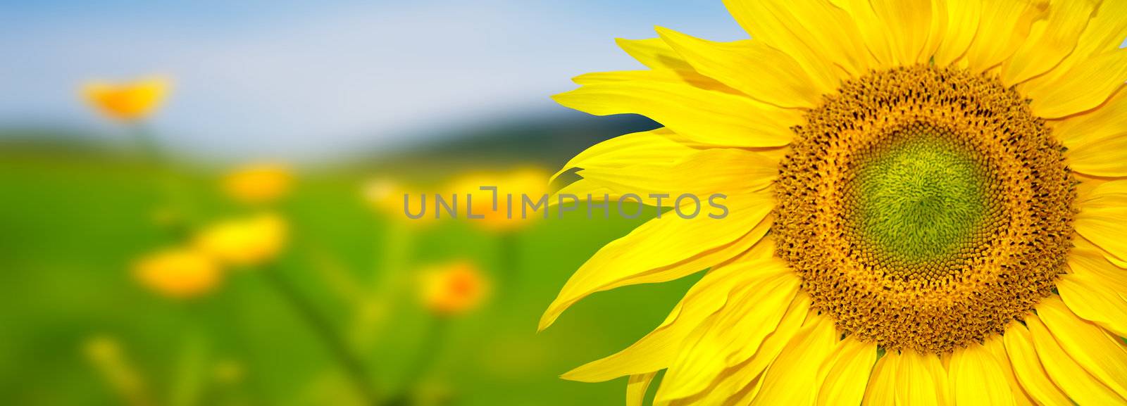 Sunflower banner by Wajan