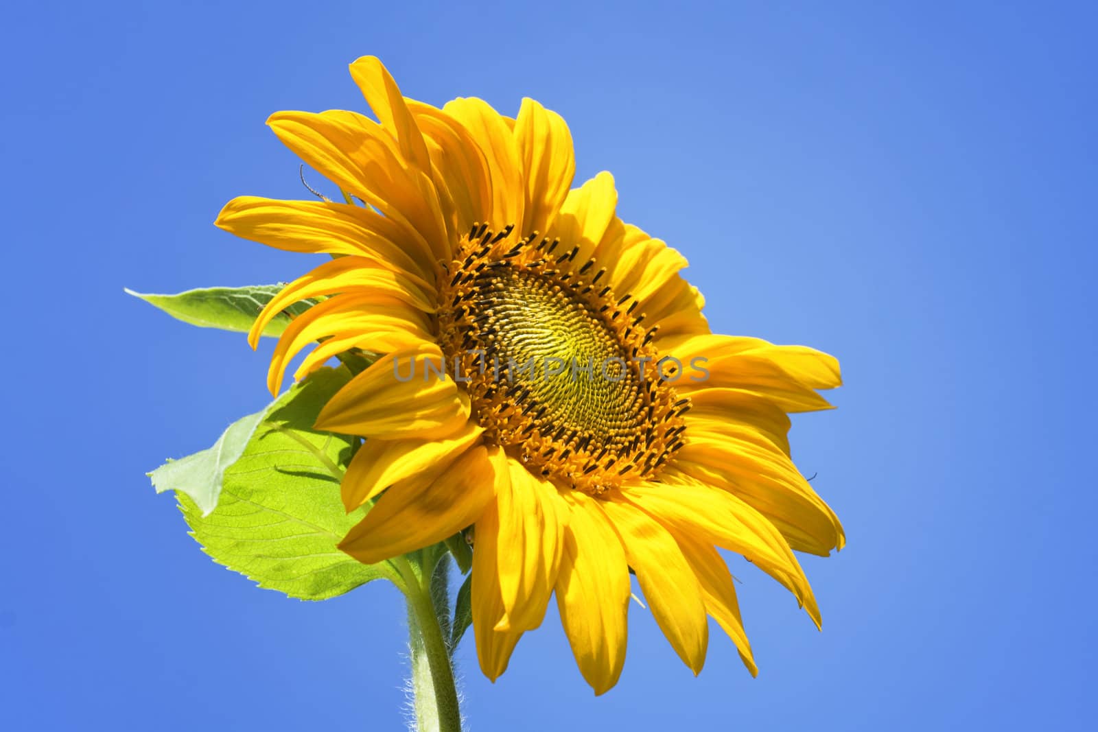 Sunflower on blue sky