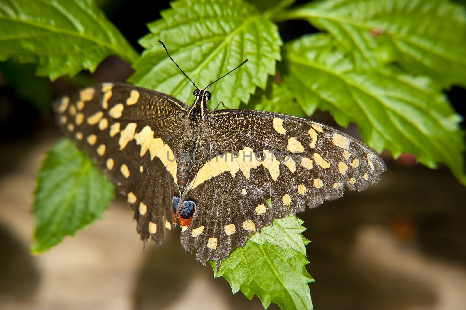close up of a butterfly