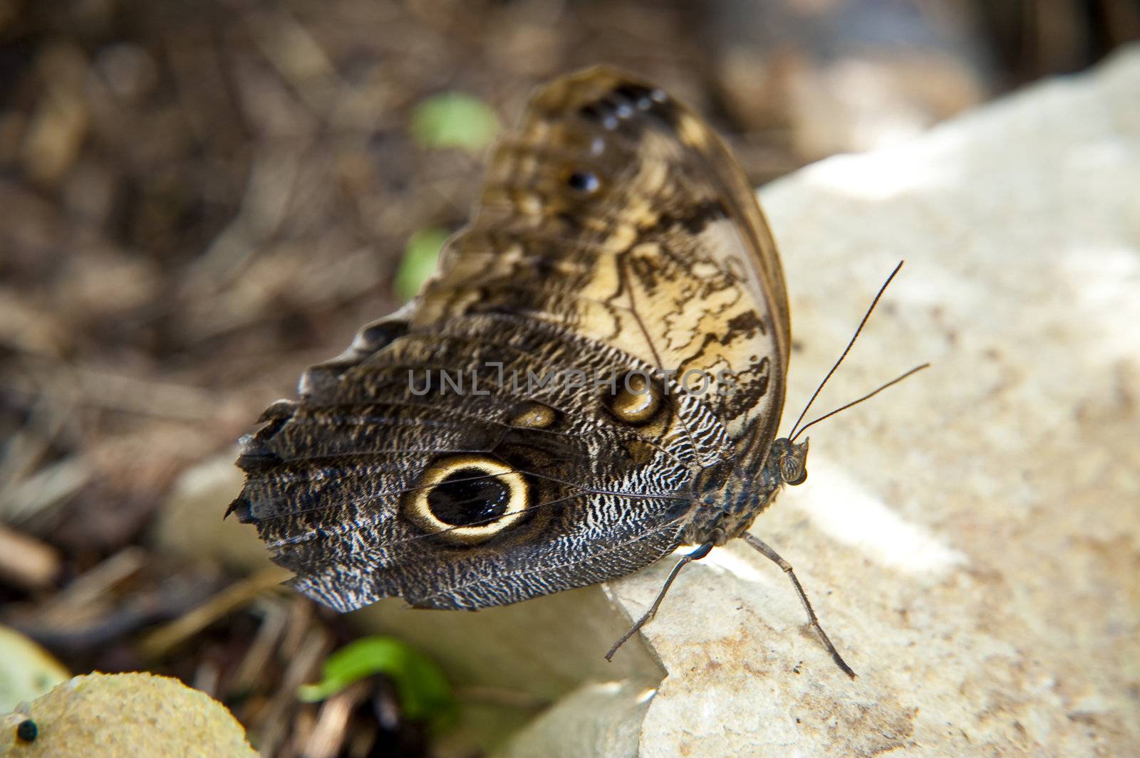 close up of a butterfly
