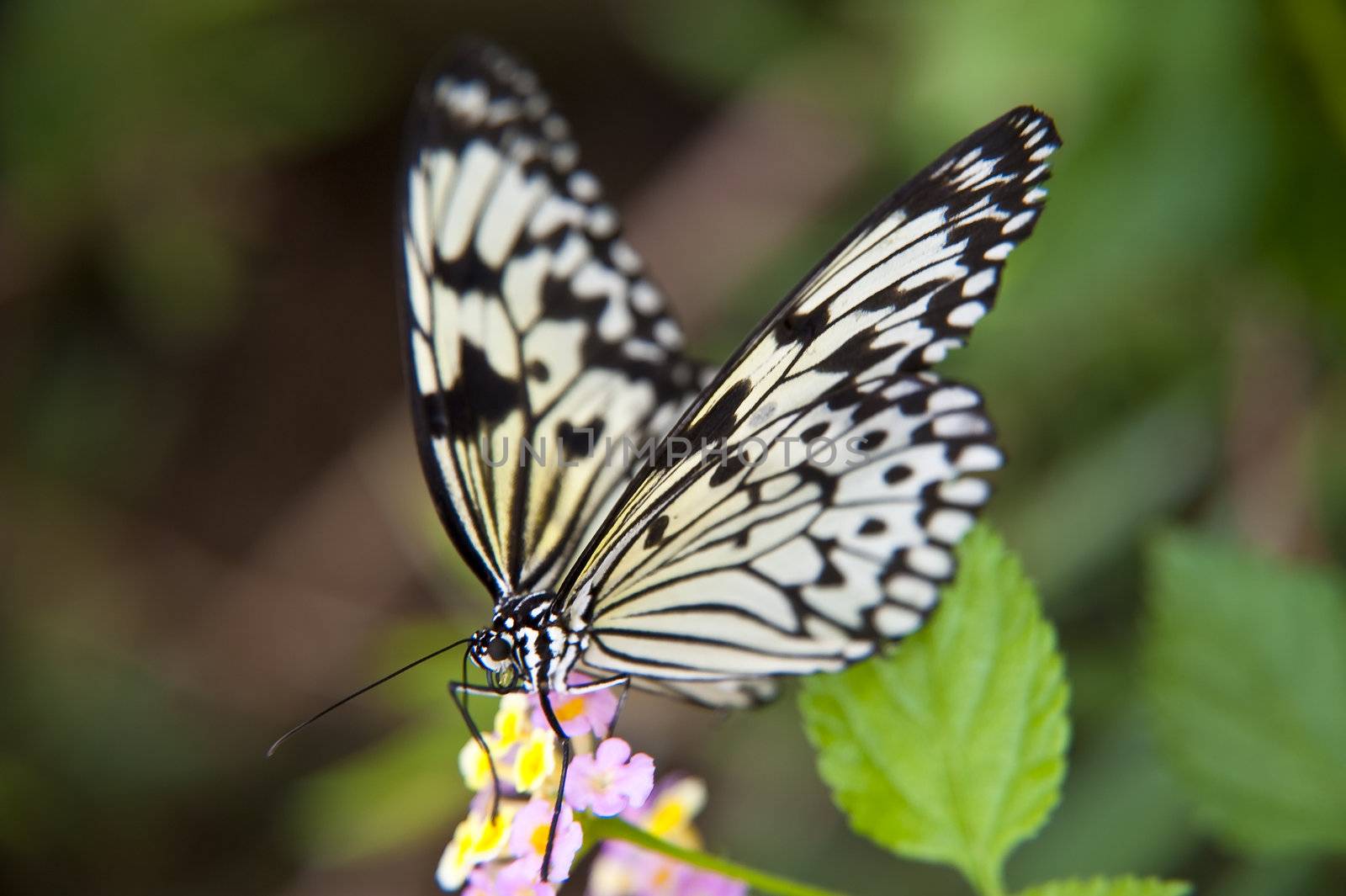 close up of a butterfly