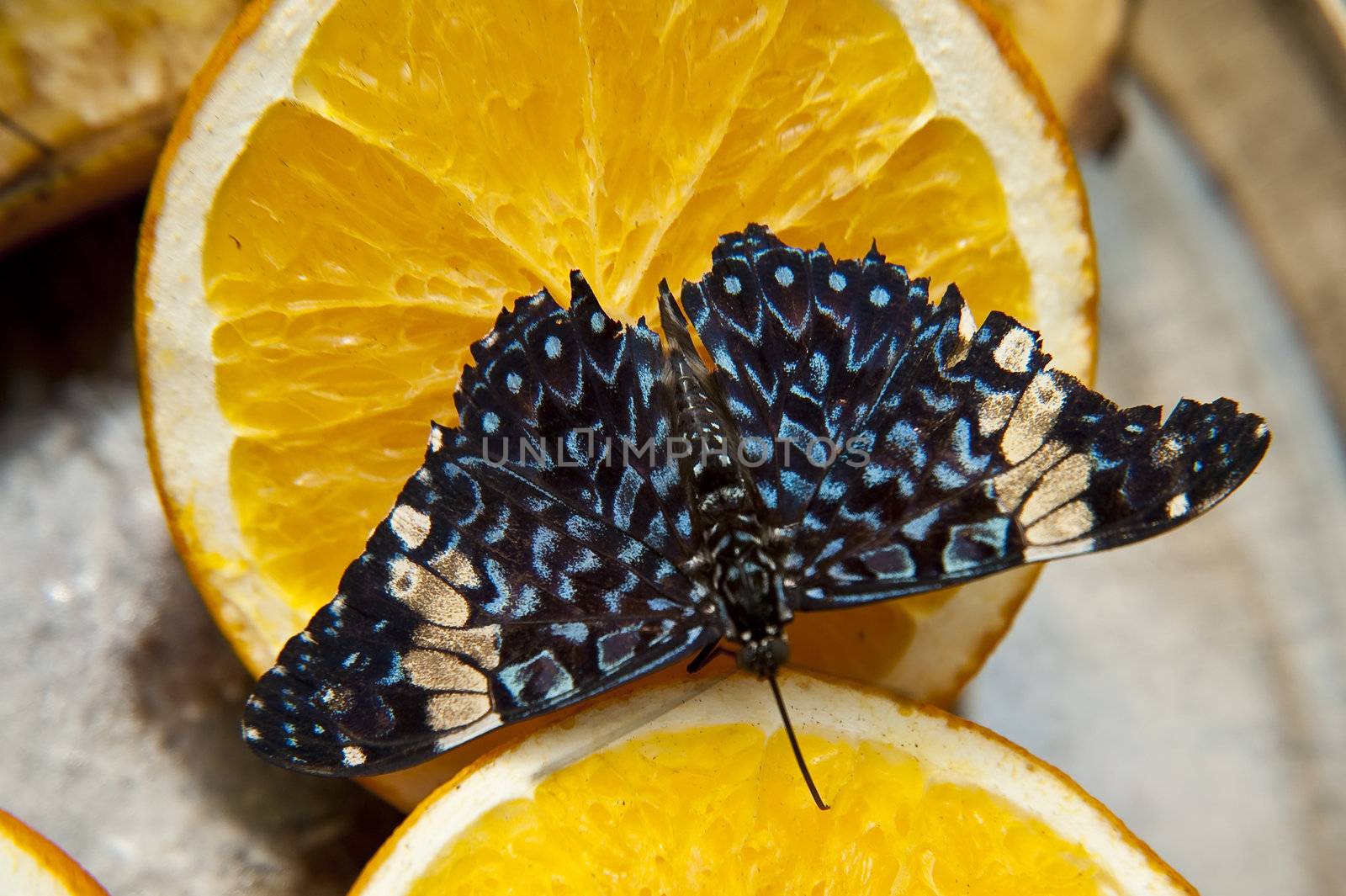 close up of a butterfly