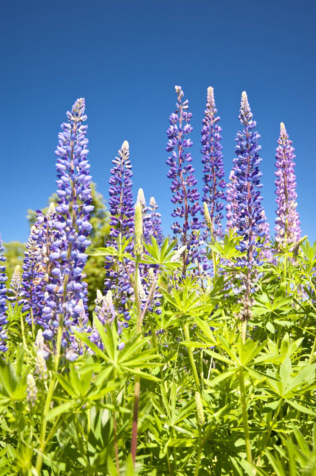 Lupines
