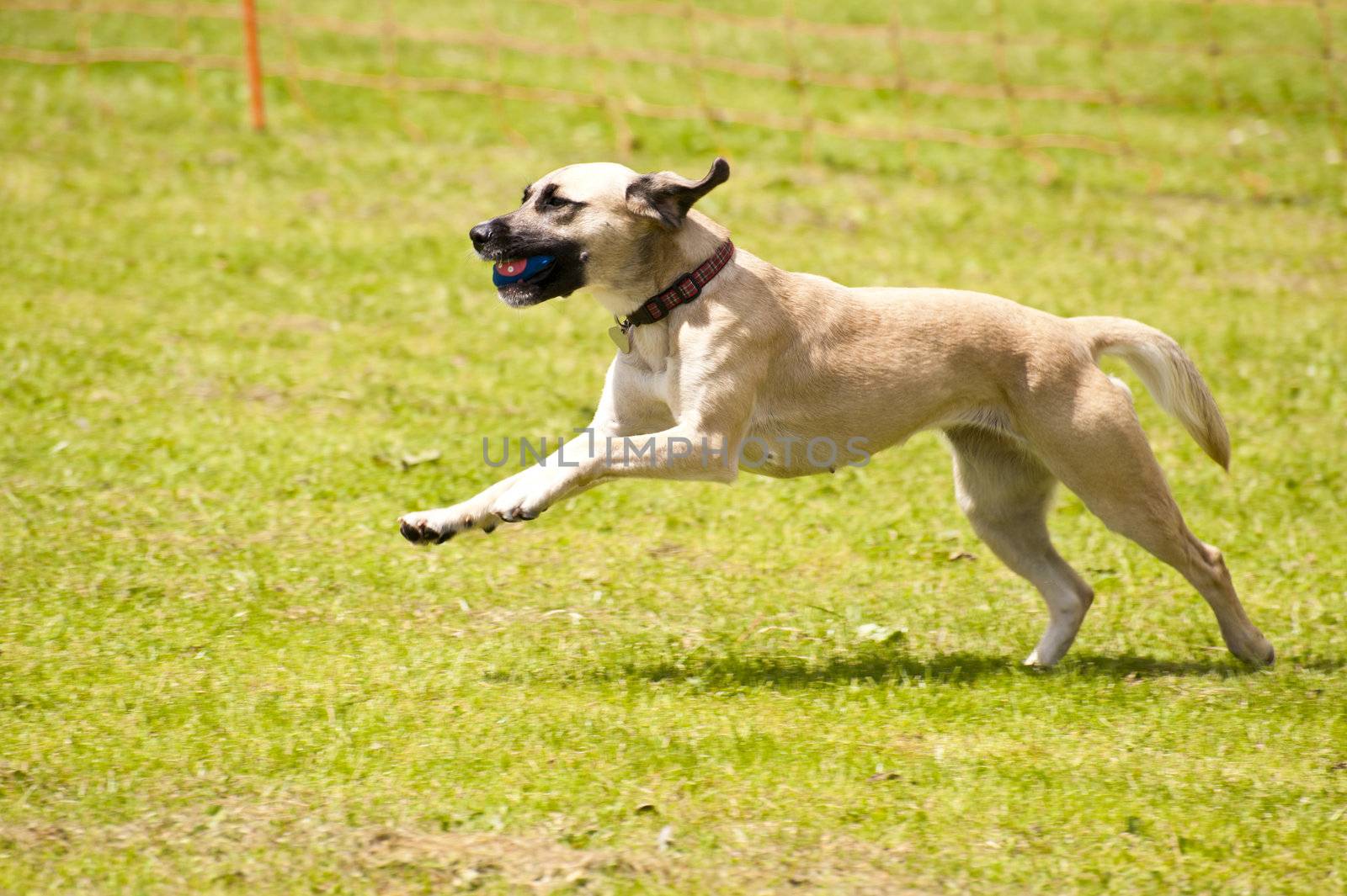 Dog race