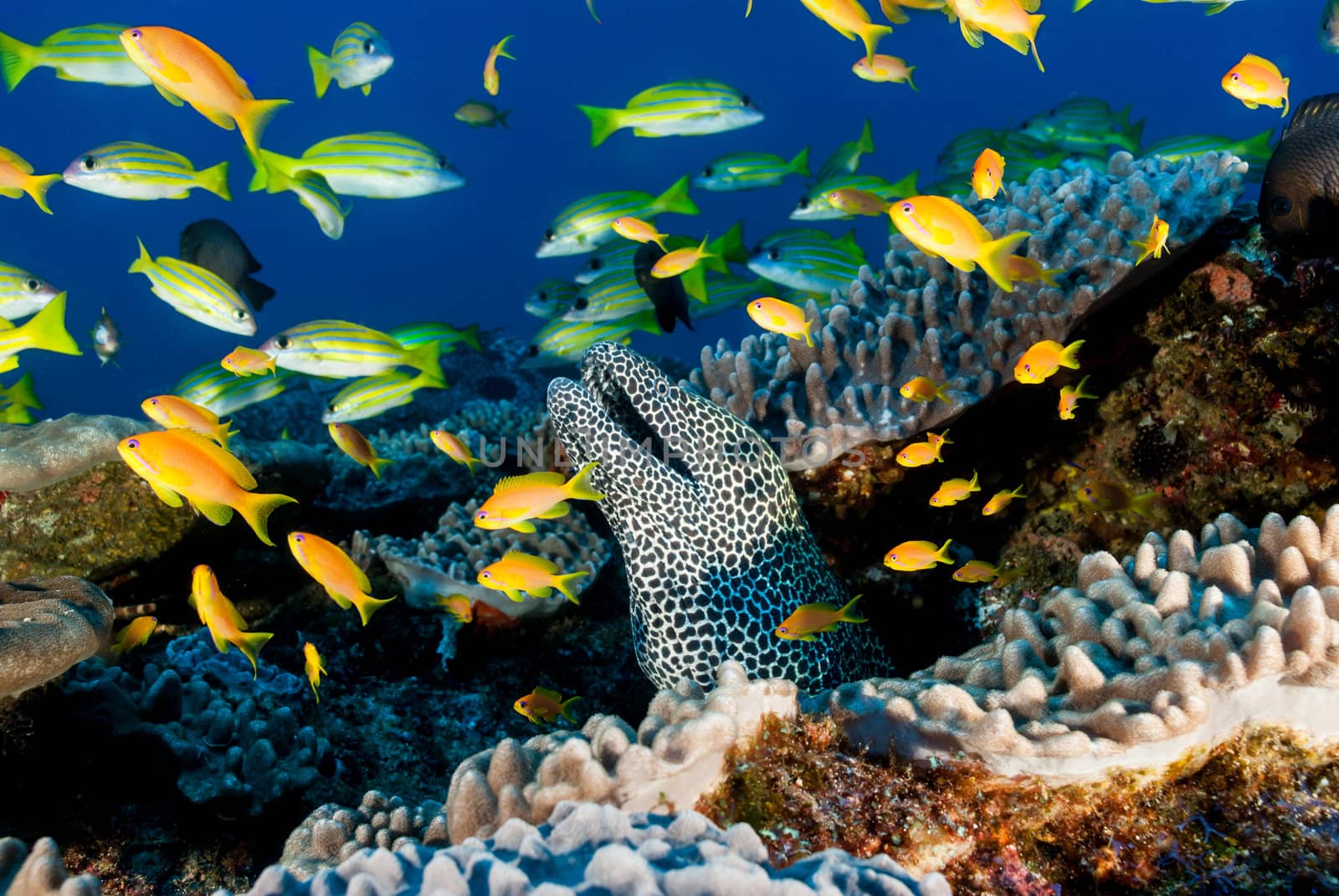 Spotted Eel and fish in Reef Scene by fiona_ayerst