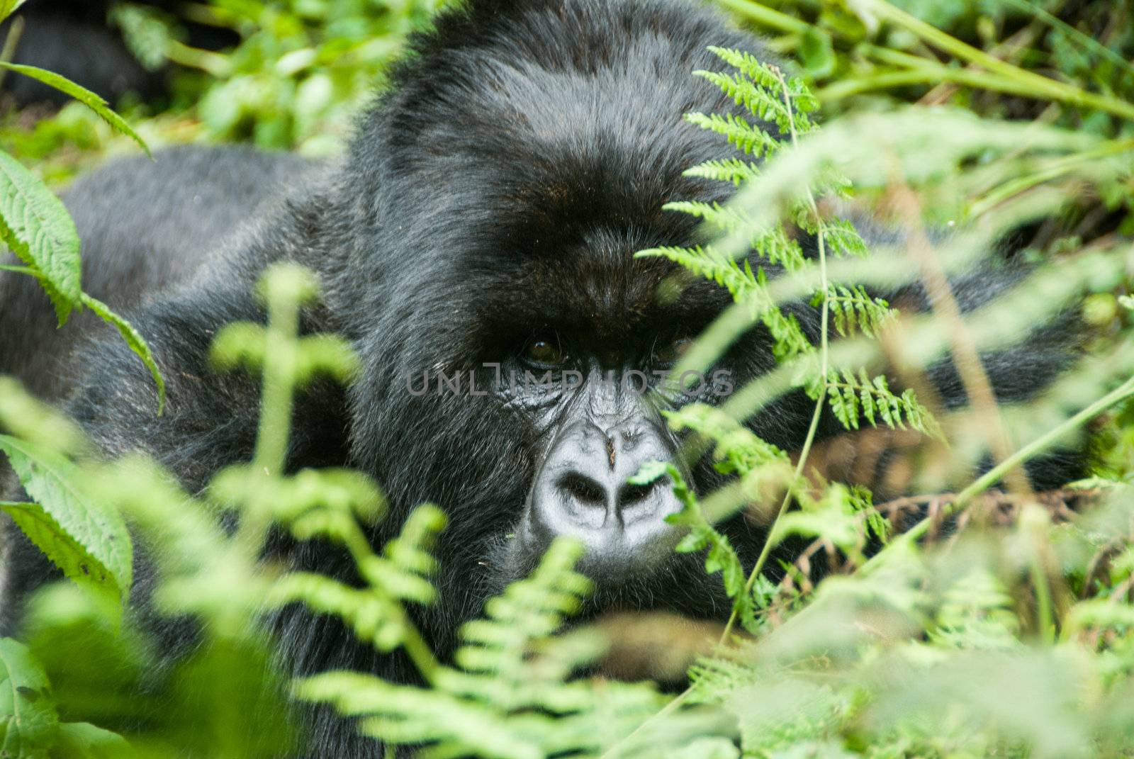 Male gorilla found in forest, Rwanda