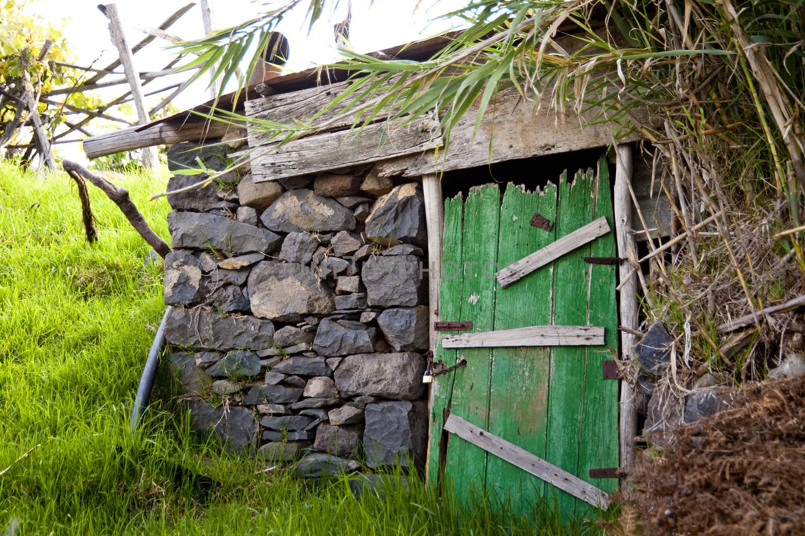 scene in portugal / island of madeira