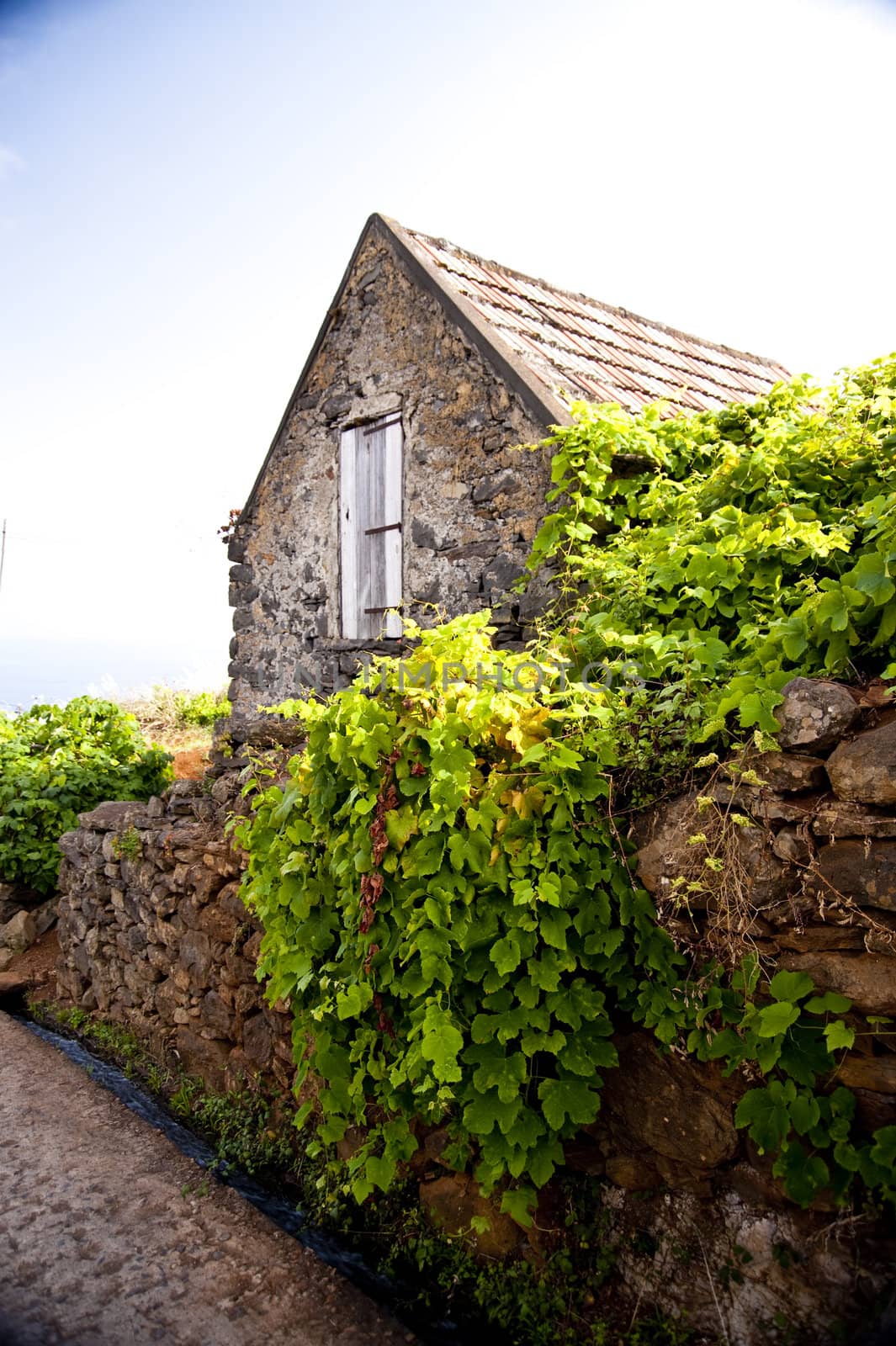 scene in portugal / island of madeira