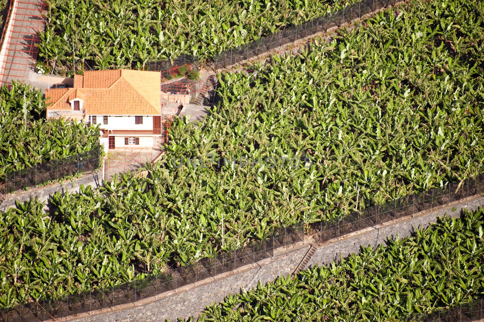 scene in portugal / island of madeira