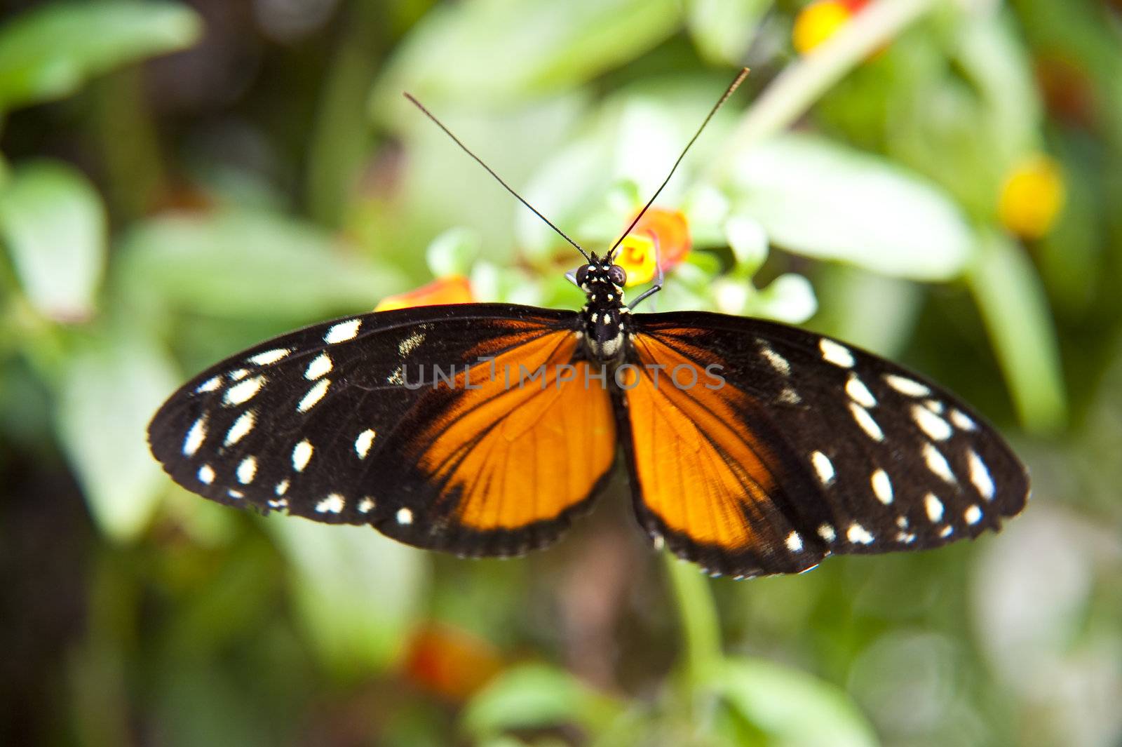 close up of a butterfly
