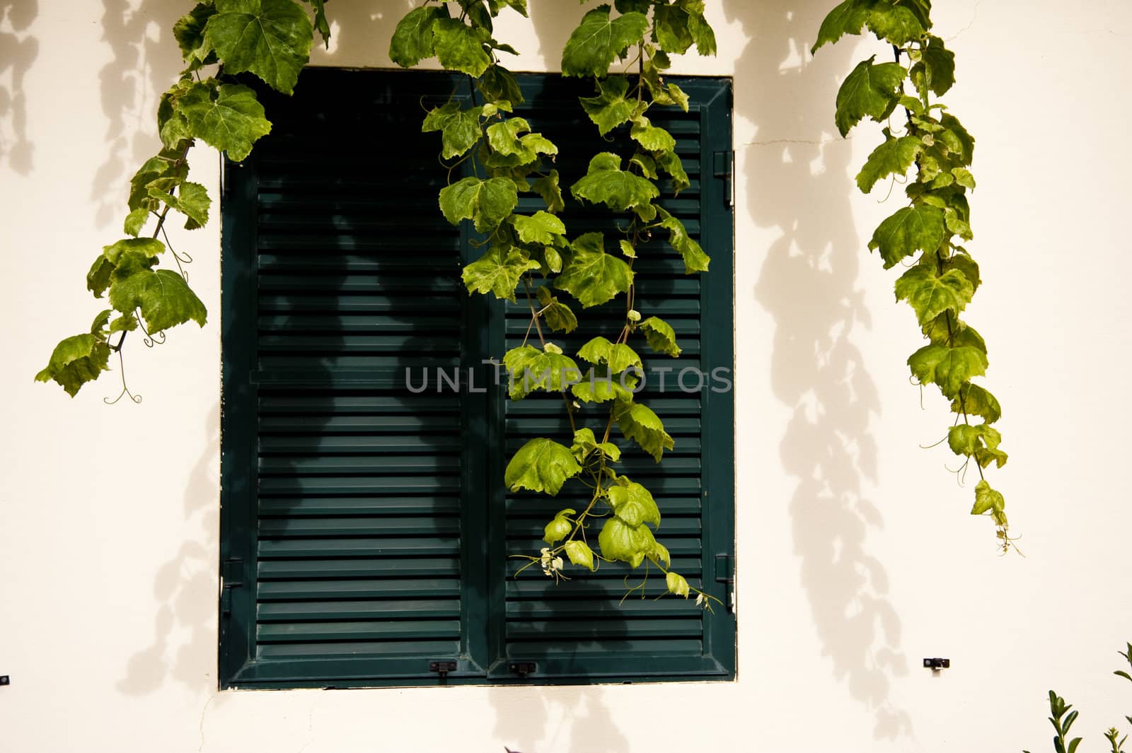 scene in portugal / island of madeira